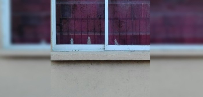 Ratones 'saludan' desde casa de condominio en San Pedro de la Paz: vecinos preocupados