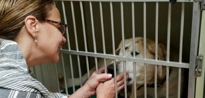 Fue maltratado por años: mujer le dio nueva vida a labrador con malformación en su rostro