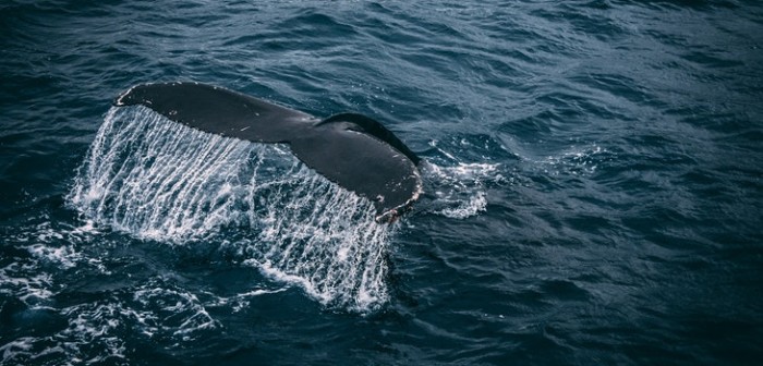 Turistas captan hermoso espectáculo de ballenas en provincia de Concepción: iban en Kayak