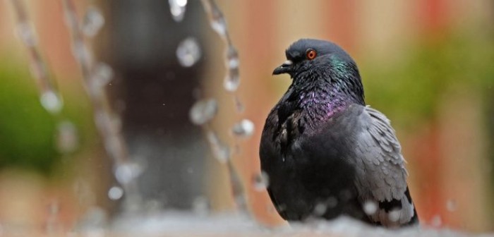 Estudiantes de Hualpén molestos por plaga de palomas: conviven entre fecas y aves muertas