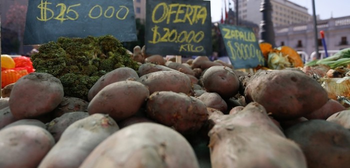 Decomisan 3 toneladas de papas en La Araucanía por riesgo de enfermedades cuarentenarias