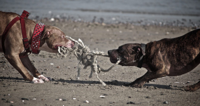 Joven en riesgo vital tras horrendo ataque de sus perros: Carabineros baleó a uno de ellos