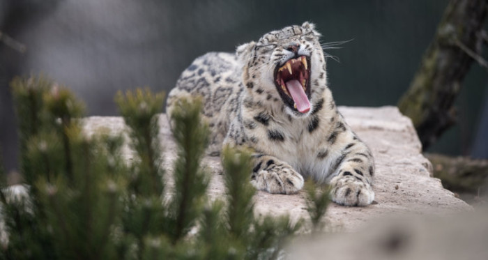 Impactante: niño de 3 años es devorado por leopardo en parque de Uganda