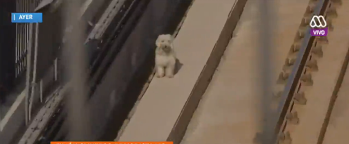 ¿Qué pasó con el perrito atrapado en las vías del metro de Santiago?