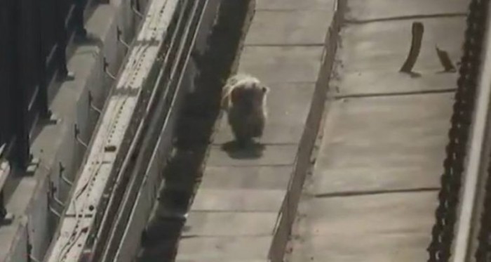 Metro se llena de críticas por demora en rescate de perro atrapado 3 días en las vías