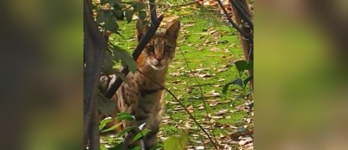 “Siete”, el curioso felino que se escapa de su hogar y asusta a los vecinos de Las Condes