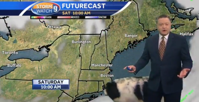 Peludo intruso arruina pronóstico del tiempo en EEUU: su tierna aparición se volvió viral