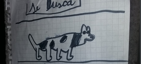 Niño penquista enterneció a muchos con cartel con el que busca encontrar a su gato perdido