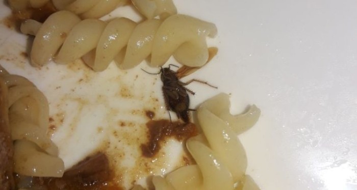 Gendarmes de La Araucanía denuncian presencia de cucarachas en alimentos