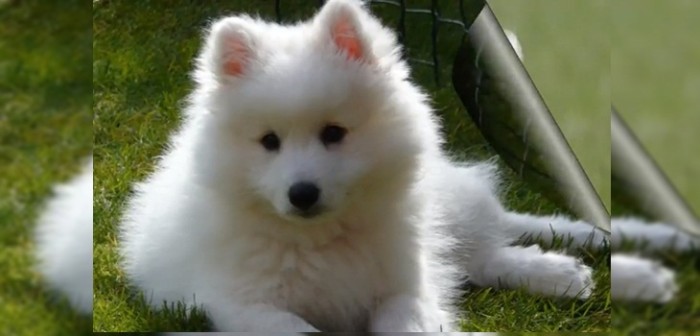 Mujer se llevó tremenda sorpresa al descubrir que su tierna perrita no era lo que creía