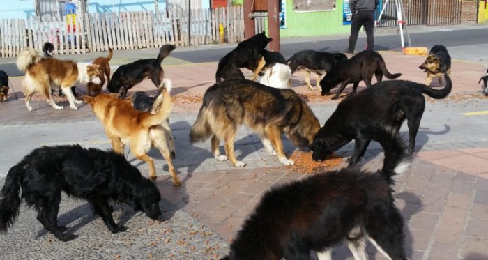 Hombre habría descuartizado y guardado órganos de perros en Viña: ordenan nuevo juicio