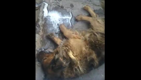 Sádica matanza de perros ha impactado a población de Calama: usaron vienesas envenenadas