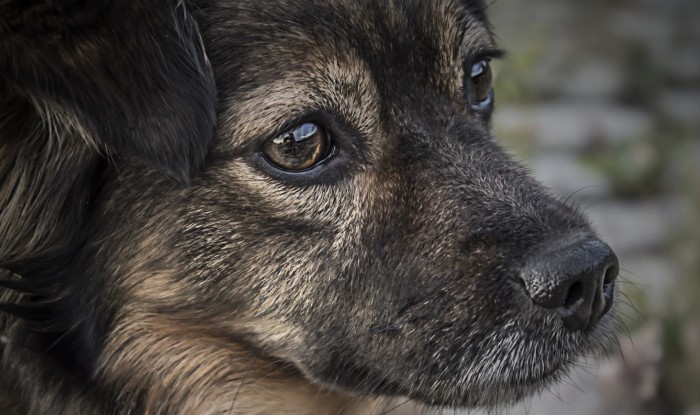 Bombero retrató la emotiva actitud de perrito que ve cómo se incendia su casa en Cañete