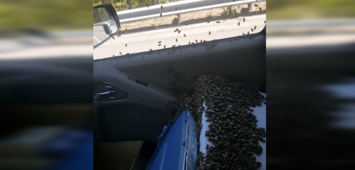 Para no perderlas: hombre manejó con más de 3 mil abejas luego que escaparan de su caja