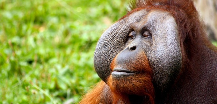 Desgarrador video muestra lucha de un orangután contra una excavadora: defendía su hogar