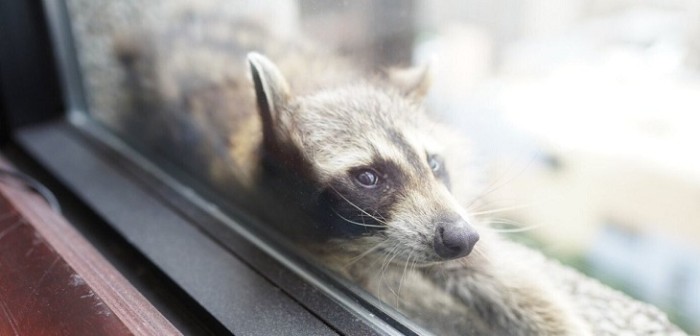 Mapache realizó increíble proeza al escalar edificio en EE.UU: se convirtió en tendencia