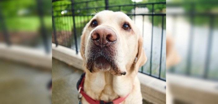 Mujer se quedó 'puertas afuera' y hazaña de su perro para ayudarla se volvió viral