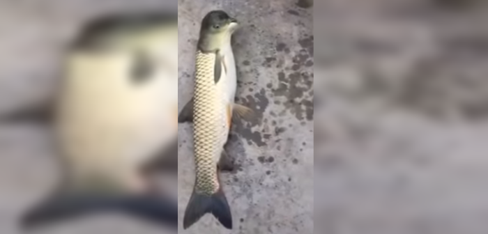 ¿Cuerpo de pez y cabeza de ave? Extraño animal capturado en China desata dudas en redes