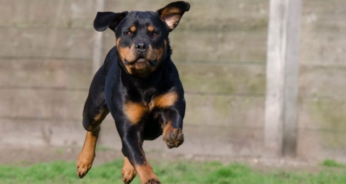 Mascota de familia en Arica acorraló a ladrón hasta que llegaron sus dueños a la casa