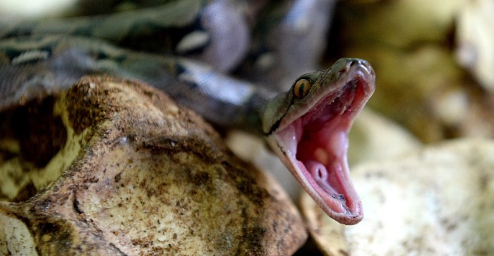 Joven muere por mordedura de serpiente venenosa que había comprado por Internet en China