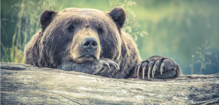 Todo gracias a su voz: madre logró espantar a oso que acechaba su casa y se hizo viral