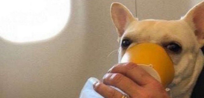 Tripulante de aerolínea salvó la vida de un perrito al que le faltó oxígeno en pleno vuelo