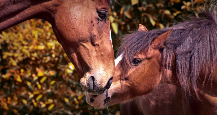 Caballos recibieron descarga eléctrica y murieron: jinetes salvaron de milagro