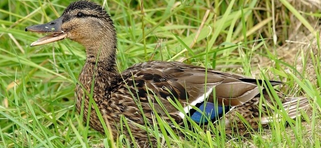 'Mamá del año': la tierna imagen de una pata con sus 76 hijos que da la vuelta al mundo
