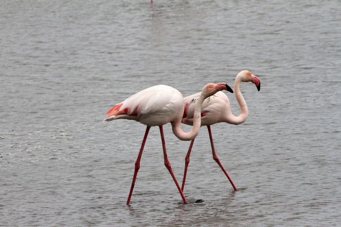 Catástrofe ambiental: película causa la pérdida de 500 huevos de flamencos rosas