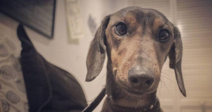 Perro se extravió tras arribar a Iquique en vuelo SKY: jaula se rompió y salió corriendo