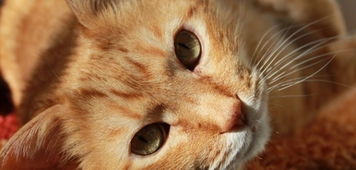 Gato se vuelve viral tras 'colarse' en entrevista de TV que daba su dueño