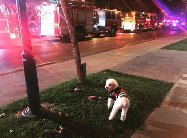 Patrick, el perro de Ramón Llao
