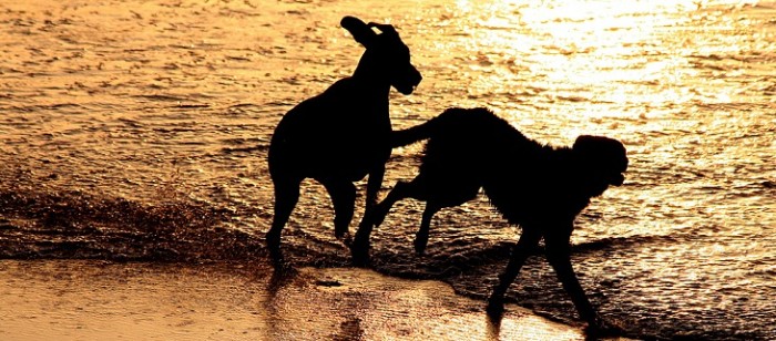 ¿Es tu preferido? Estudio revela que el Pug es la raza de perro más popular en Chile