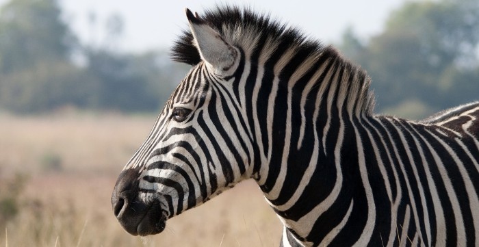 ¿Burros por cebras? Joven egipcio descubrió tremendo engaño en zoológico de El Cairo