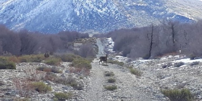 Gran acierto: pareja de huemules es captada mansa y sin temor en Reserva Nacional Ñuble
