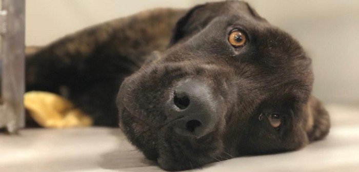 Cruel venganza en EEUU: mujer despechada quiso matar de hambre a perro que le regaló su ex