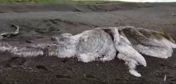 ¿Un monstruo marino? Extraña criatura muerta fue descubierta en las costas de Rusia