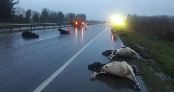 Camioneta se volcó tras impactar a animales en Frutillar: al menos 10 vacas fallecieron