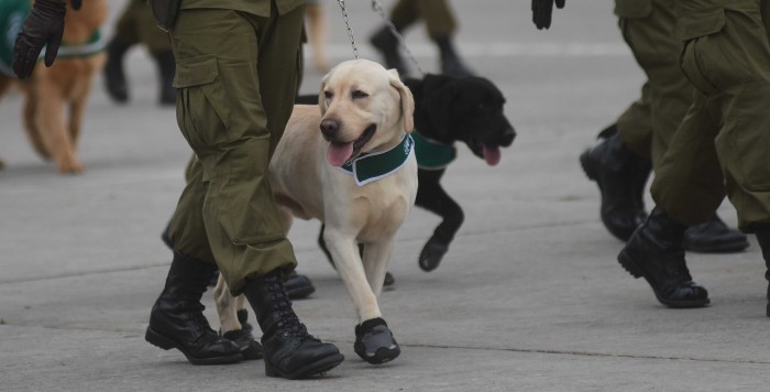 El comentario que se repitió durante la Parada Militar tras aparición de 'tierna unidad'