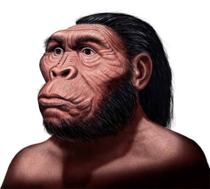 Australopithecus anamensis| Ilustración de Néstor Canavarro