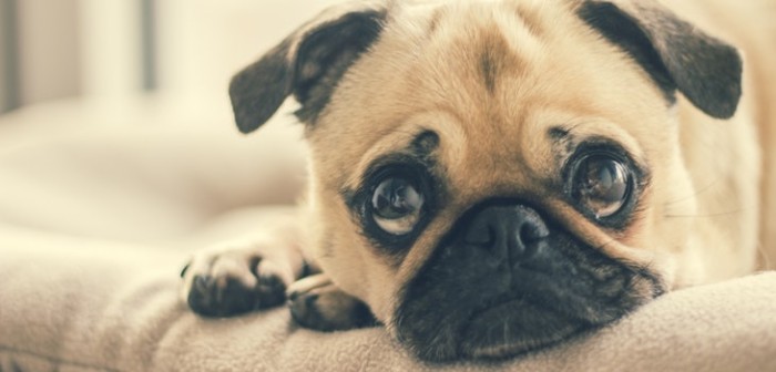 Veterinario reveló lo último que hacen las mascotas antes de morir: te romperá el corazón