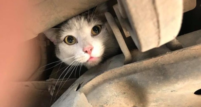 Peculiar 'paseo': gatito resistió atrapado en amortiguador de un auto durante 70 Km