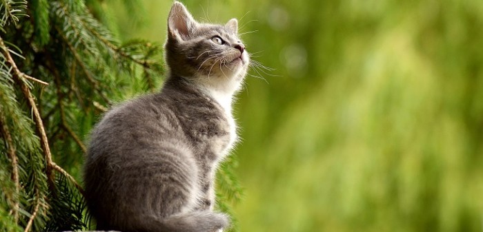 Tras 3 años de investigación descubren a asesino en serie de gatos en Londres: un zorro