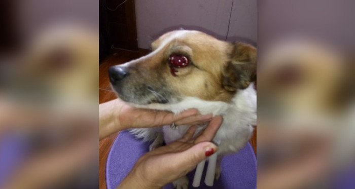 Resultado de imagen para Detestable actuar: mujer agredió con sus tacones a perrito y provocó que perdiera un ojo