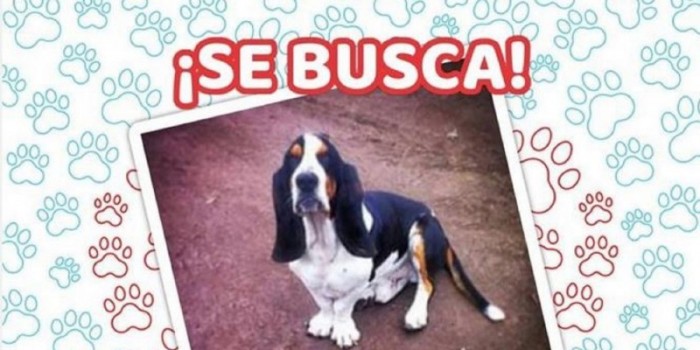 Todo sea por su regreso: familia ofrece millonaria recompensa al que encuentre a su perro
