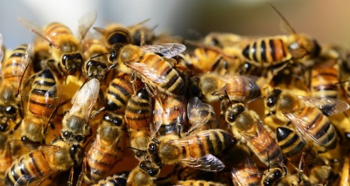 Insólito: abeja reina se posó e instaló su colmena en sensible parte del cuerpo de un joven