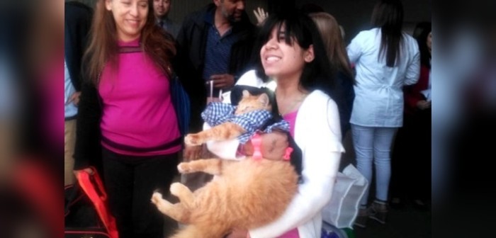 La misión de Micifuz: el gato que llegó a Chile desde Venezuela en vuelo de 