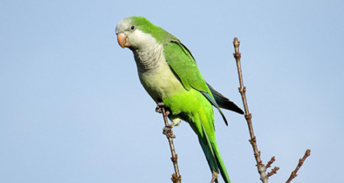 El potencial daño a la salud de la cotorra argentina: registran aumento de la especie