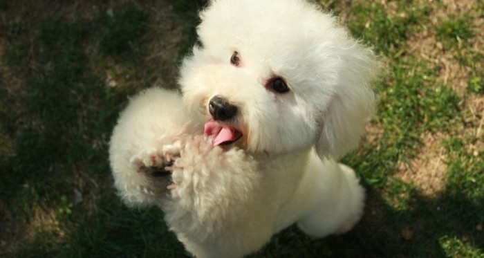 Una heroína: perrita alertó a su dueña de incendio y la salvó de morir entre las llamas