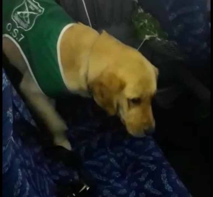 ¿Un descanso? realizan intensa búsqueda de perrito estrella de Carabineros que escapó